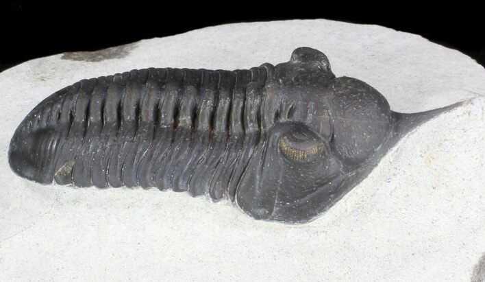 Very Nice Morocconites Trilobite - #36486